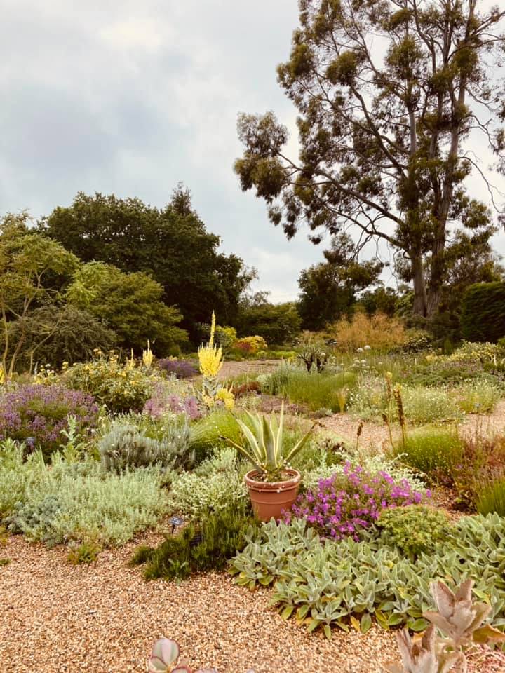 Beth Chatto's garden, June 2021
