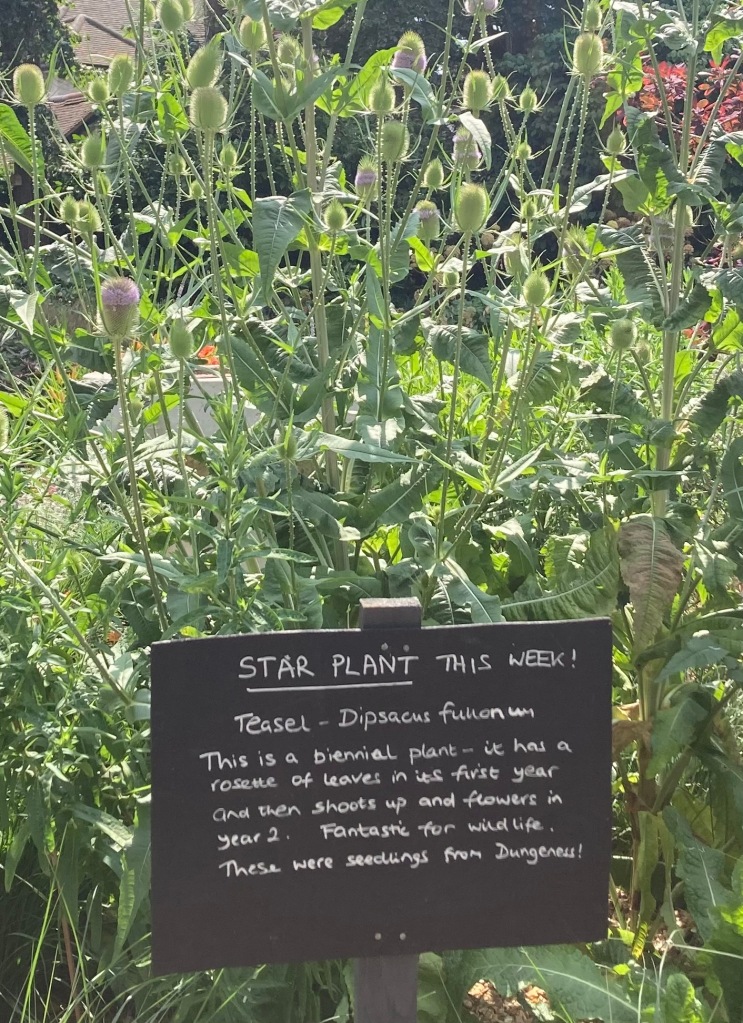 Dipsacus fullonium - Teasel in the Old Pond Garden, Charlton House, July 2021