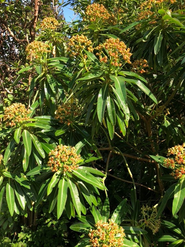  Euphorbia Mellifera (Honey Spurge) 
