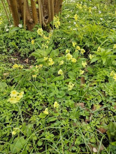 Spring flowers at Sissinghurst in April
